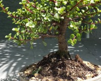 Dwarf Varigated Small Leaf Jade Bonsai Tree