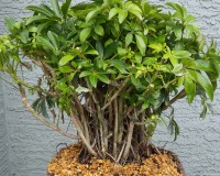 Umbrella Forest Planting Exposed Root Bonsai