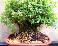 Clump Style White Flowering Serissa Bonsai Tree By Lousbonsai