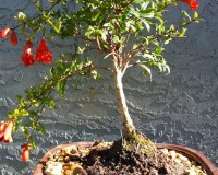 Indoor Pomegranate bonsai tree Beginner