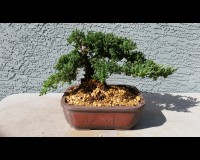 Juniper Bonsai Tree Large specimen