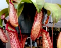 Large Miranda Pitcher plants white 8 inch hanging Miranda