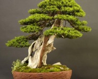 CRAZY AMAZING DETAILED BONSAI TREE FROM AROUND THE WORLD