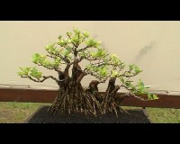 Basuki Setiawan › Photos › Pameran Bonsai Regional