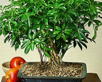 Dwarf Umbrella Aerial Roots bonsai tree