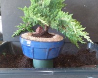 TRADITIONAL BONSAI TREE SIGNED BY ARTIST MASTER ANGIE AND NUMBERED AND DATED