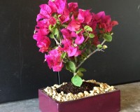 Medium Flowering Bougainvillea bonsai tree.