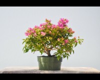 Flowering Bougainvillea Prebonsai tree in 8 inch training pot Or call for a pot