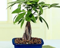 Medium Braided Money Bonsai Tree By Lousbonsai