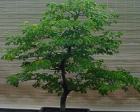 Brazilian Raintree Bonsai Tree 20yrs SOLD