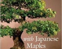 Bonsai With Japanese Maples