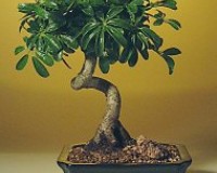 Coiled Hawiian Umbrella Bonsai Tree