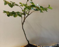 Deep Red Crepe Myrtle Bonsai Tree What blooms.....