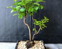 Crape Myrtle Flowering Bonsai Tree