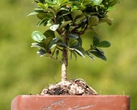 GREEN ISLAND FICUS 9YR bonsai tree