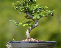 Chinese Elm Bonsai Tree 10yrs Old
