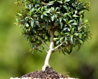 Brush Cherry Indoor Bonsai Tree Large