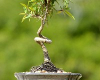 Coiled FICUS NERIOFOLIA Umbrella Bonsai Tree