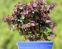 Fringe bonsai tree flowering pink