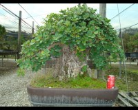 Green Island Ficus Specimen Bonsai Tree 50yrs Old sold