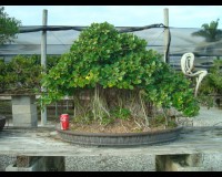 Green Island Ficus Specimen Bonsai Tree 80yrs Old sold