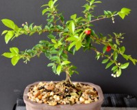 8y Trained Weeping Cherry Bonsai Tree
