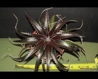 Bromeliad dyckia deep orange orchid