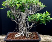 50Yr Monster Ficus Retusa Lr2 Imported Specimen Bonsai Tree Po (SOLD)
