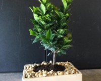 Green island flowering bonsai tree