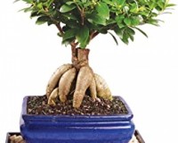 MEDIUM GINSENG FICUS REALLLLLLY EASY TO CARE FOR. INDOORS