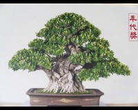 GREENISLAND FICUS