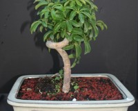 Large Coiled Umbrella Bonsai Tree