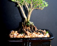 Forest planting bonsai tree on slab.  (SORRY SOLD)