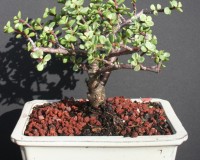 Small leaf Jade 10 YR Bonsai Tree