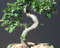 Chinese Elm Bonsai Tree 12yrs Old