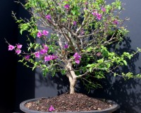 Flowering Red Bougainvillea Bonsai Tree 20yrs Old