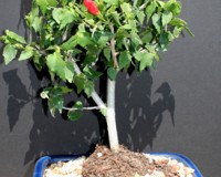 Hibiscus Flowering Dwarf Bonsai tree