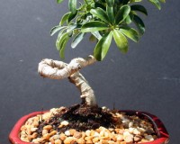 Hawaiian Coiled Umbrella Bonsai Tree Medium