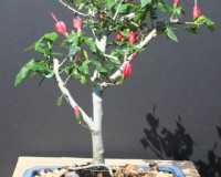 Dwarf Hibiscus Bonsai Tree By Lousbonsai