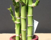 ECO FRIENDLY INDOOR INSECT TREATMENT FOR ALMOST ANY INSECT AND MORE.