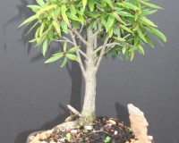 Ficus Nerifolia Large Trunk Indoor Bonsai Tree