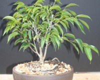 Ficus Nerifolia bonsai tree SOLD