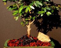 Large PowderPuff bonsai tree