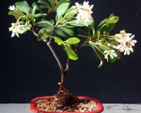 Dwarf Hawthorn White Flowering Bonsai Tree Small