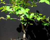 Flowering Cherry Indoor Bonsai Tree