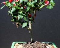 Flowering Hibiscus Indoor Bonsai Tree Medium