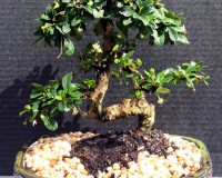 Fukien Tea Bonsai Tree 11yrs Old