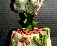 *CACTUS DESERT FRIENDS with Coral Cactus Bonsai Tree L1