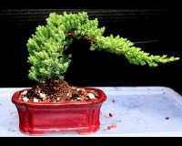 Juniper for beginner bonsai lovers