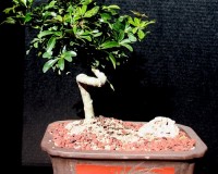 Coiled Umbrella Large Bonsai Tree in Etched pot
